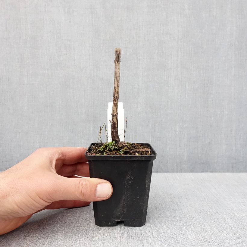 Eupatorium fistulosum var. albidum Bartered Bride Vasetto da 8/9 cm esemplare consegnato in primavera