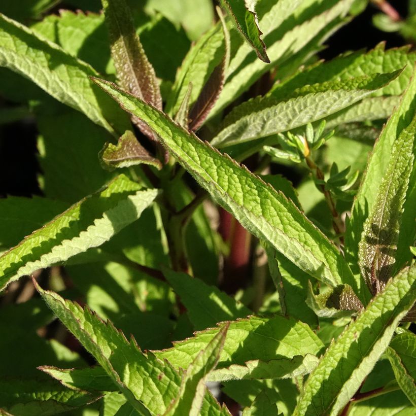 Eupatorium Baby Joe (Fogliame)