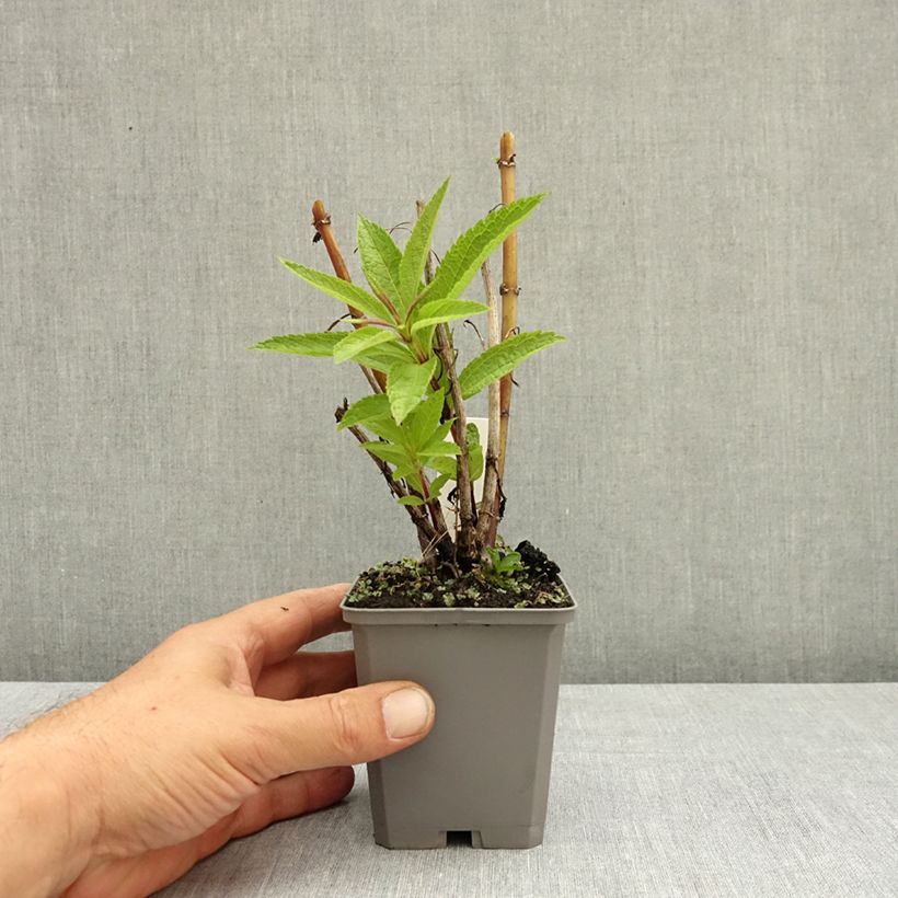Esemplare di Eupatorium Baby Joe Vasetto da 8/9 cm consegnato in estate