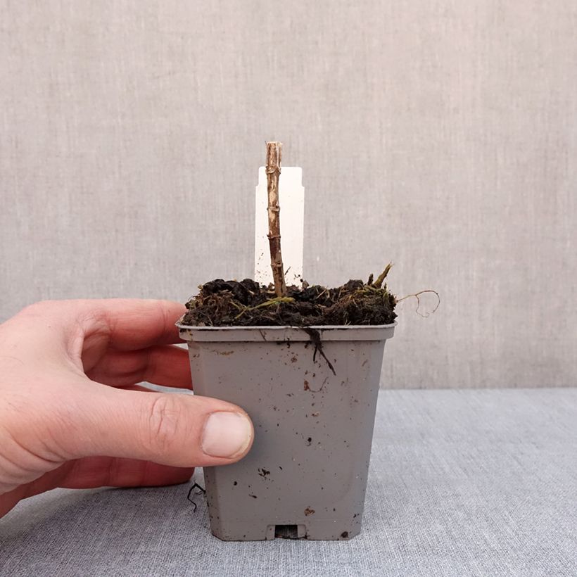 Eupatorium hybride Baby Joe - Eupatoire Godet de 8/9 cm esemplare consegnato in inverno