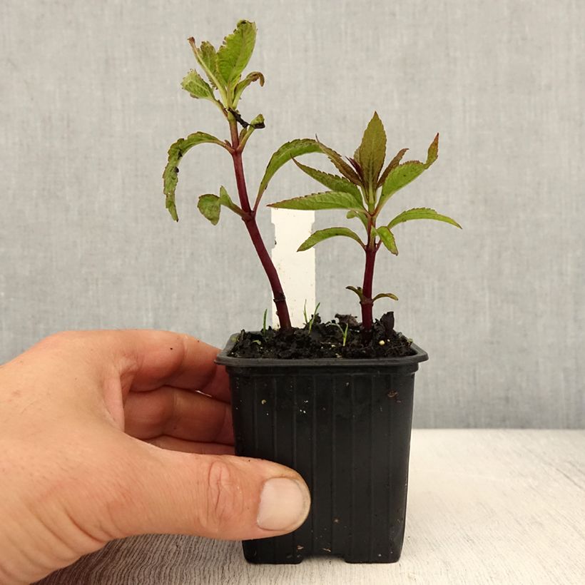 Eupatorium Baby Joe Vasetto da 8/9 cm esemplare consegnato in primavera