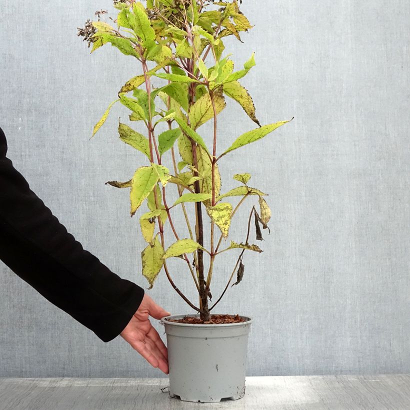 Esemplare di Eupatorium hybride Baby Joe - Eupatoire Pot de 2L/3L come consegnato in autunno