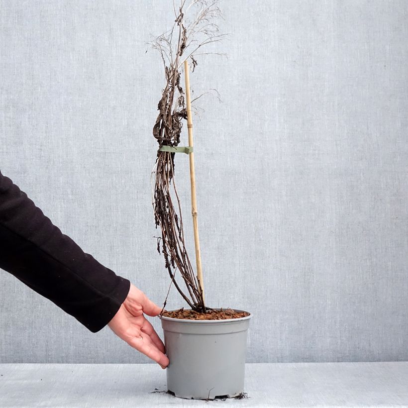 Eupatorium Baby Joe Vaso da 2L/3L esemplare consegnato in primavera