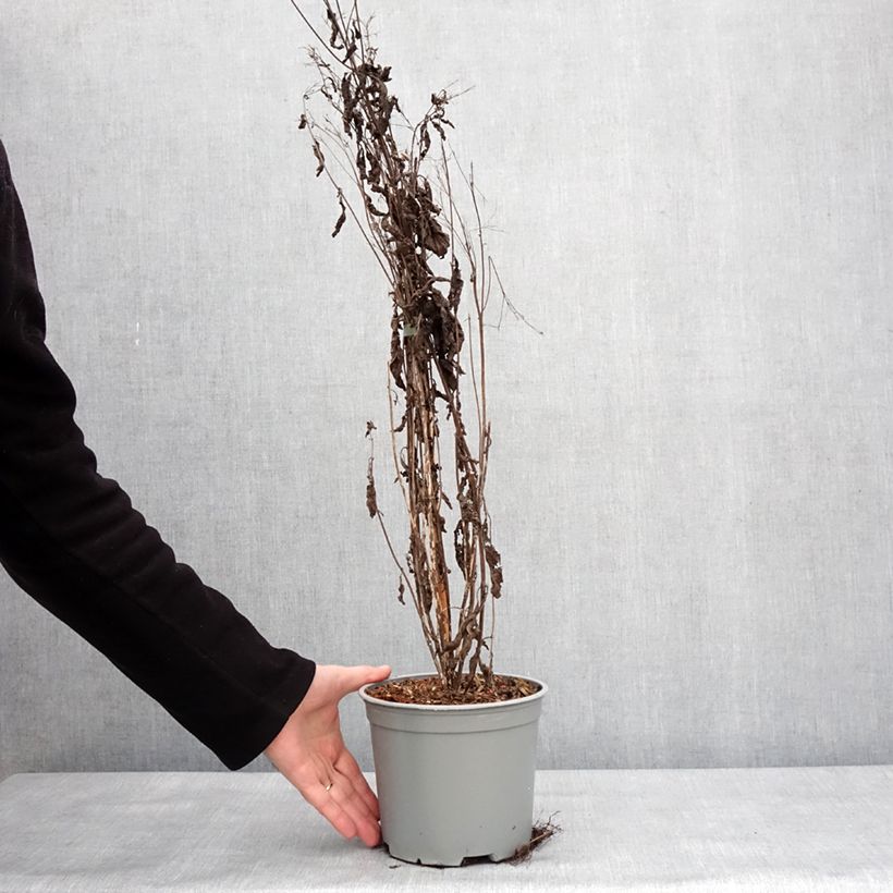 Eupatorium maculatum Phantom - Eupatoire Pot de 2L/3L esemplare consegnato in inverno