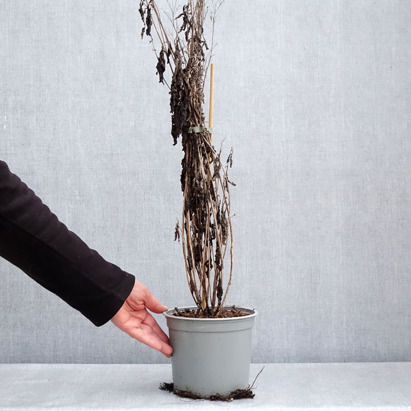 Eupatorium maculatum Phantom Vaso da 2L/3L esemplare consegnato in primavera