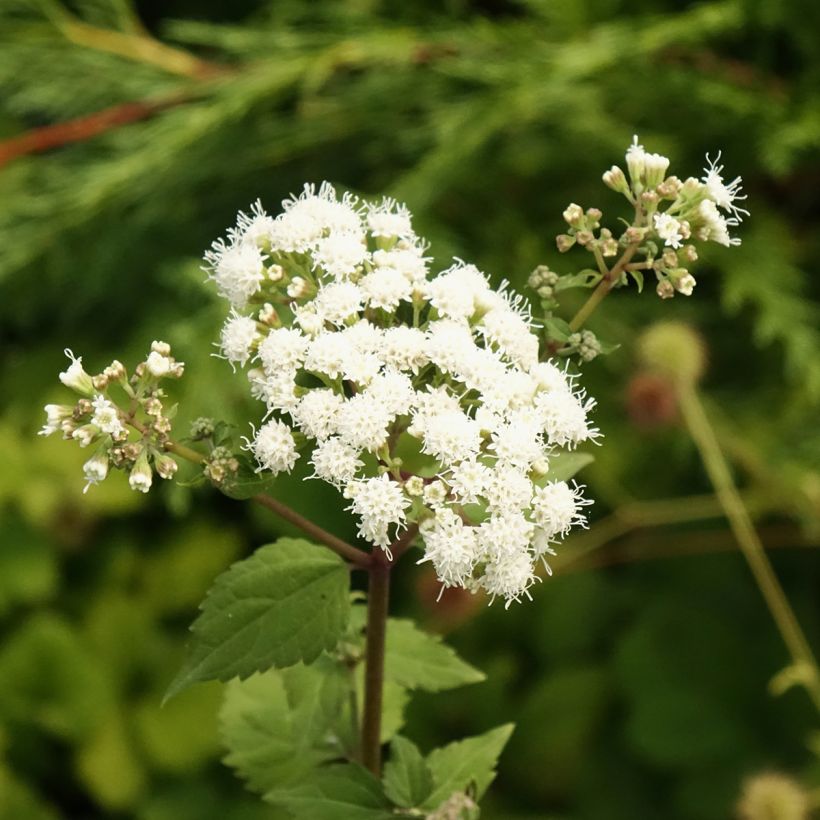 Eupatorium rugosum Braunlaub (Fioritura)