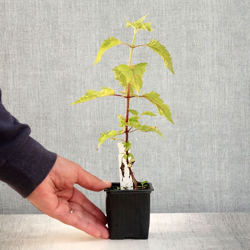 Esemplare di Eupatorium rugosum Vasetto da 8/9 cm consegnato in estate