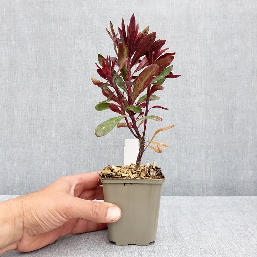 Euphorbia characias Black Bird Vasetto da 8/9 cm esemplare consegnato in primavera