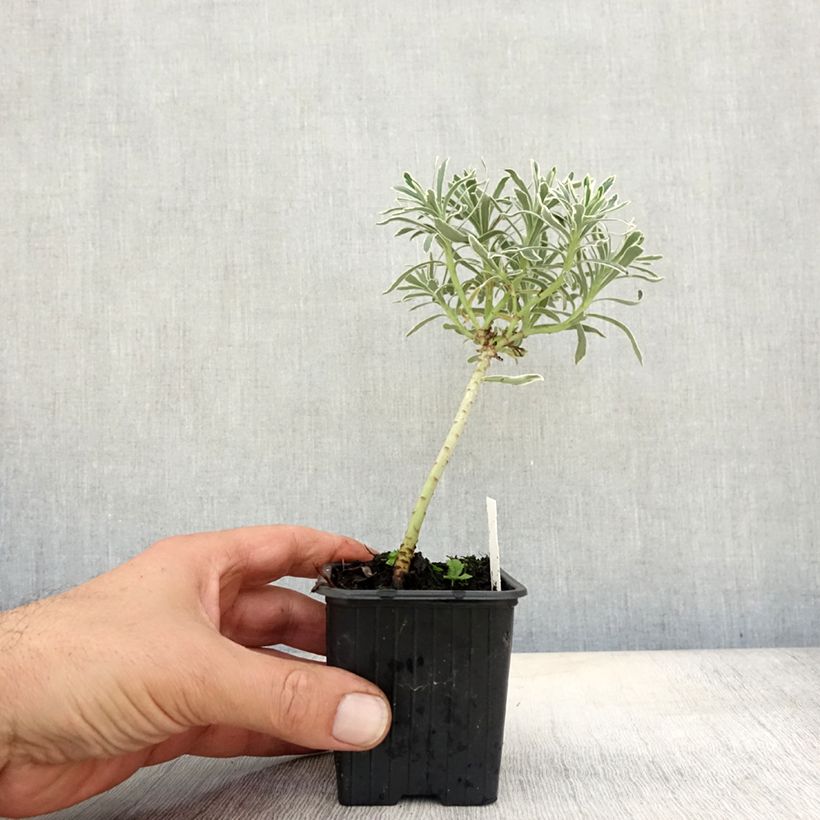 Esemplare di Euphorbia characias Glacier Blue Vasetto da 8/9 cm come consegnato in autunno