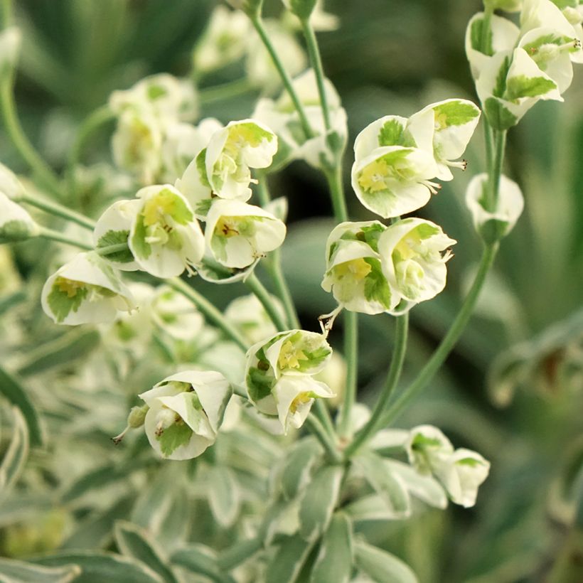 Euphorbia characias Glacier Blue (Fioritura)