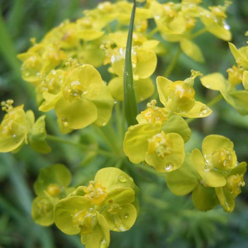 Euphorbia cyparissias - Euforbia cipressina (Fioritura)