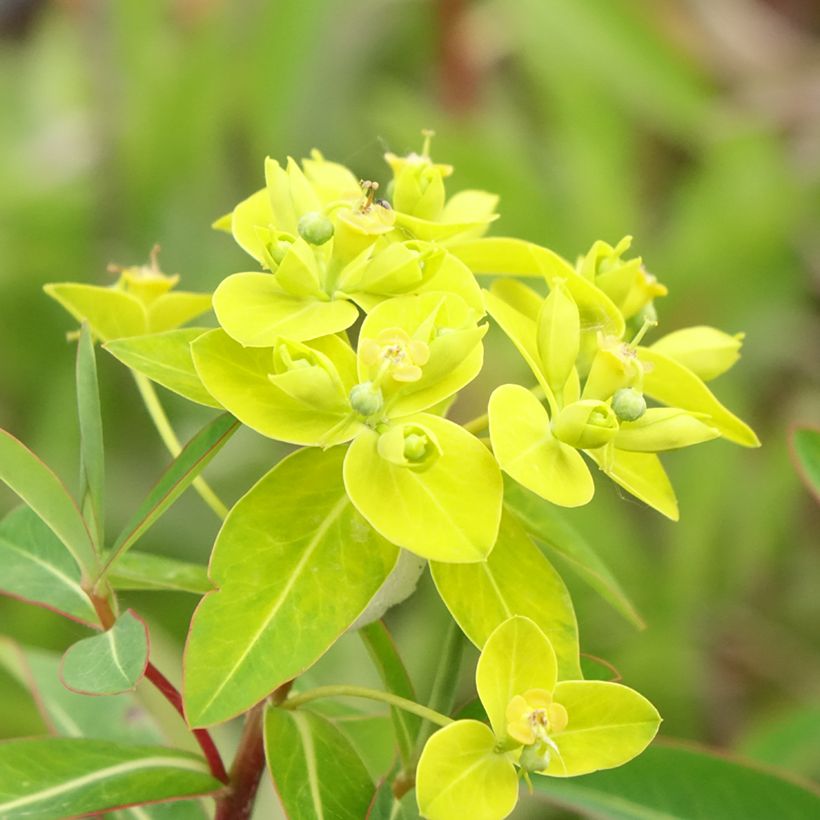 Euphorbia cornigera (Fioritura)