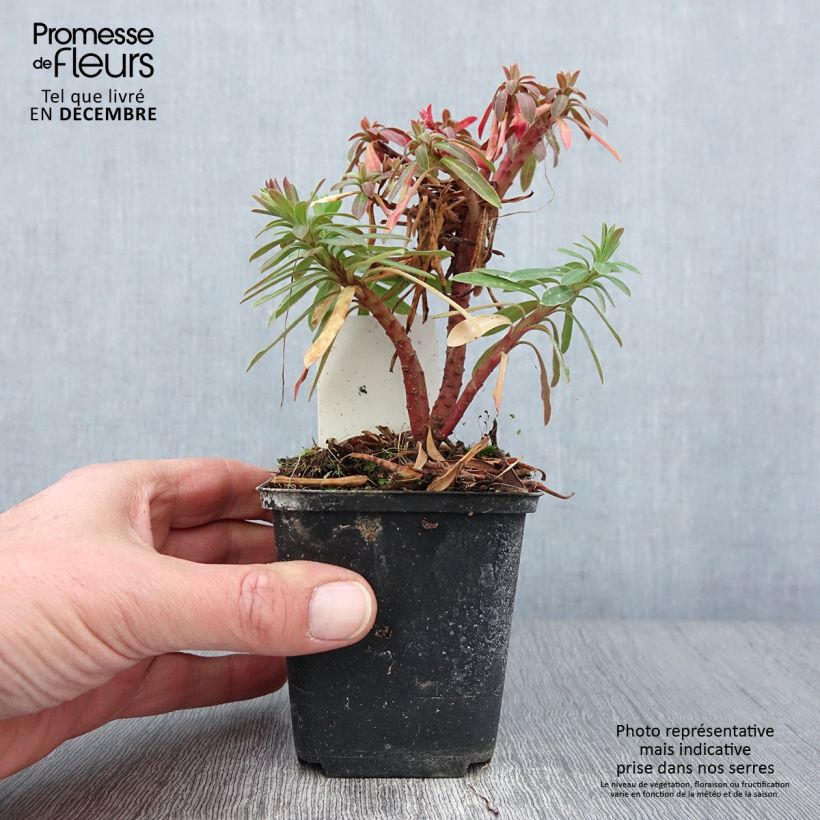 Esemplare di Euphorbia Redwing Vasetto da 8/9 cm come consegnato in autunno
