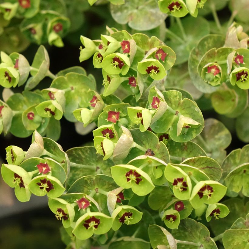 Euphorbia martinii (Flowering)