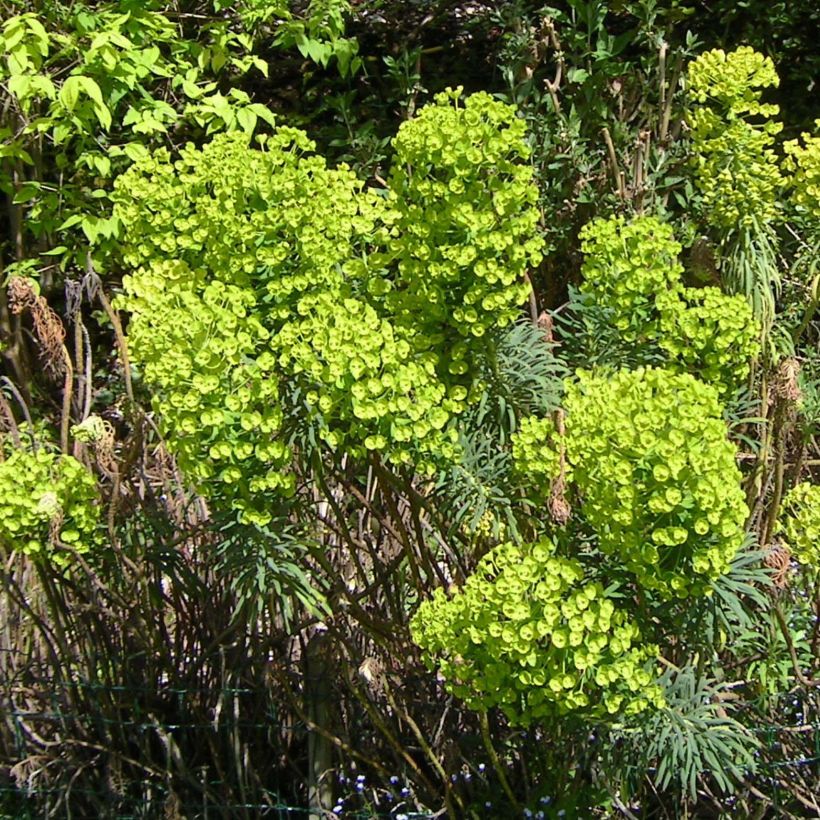 Euphorbia characias - Euforbia cespugliosa (Flowering)