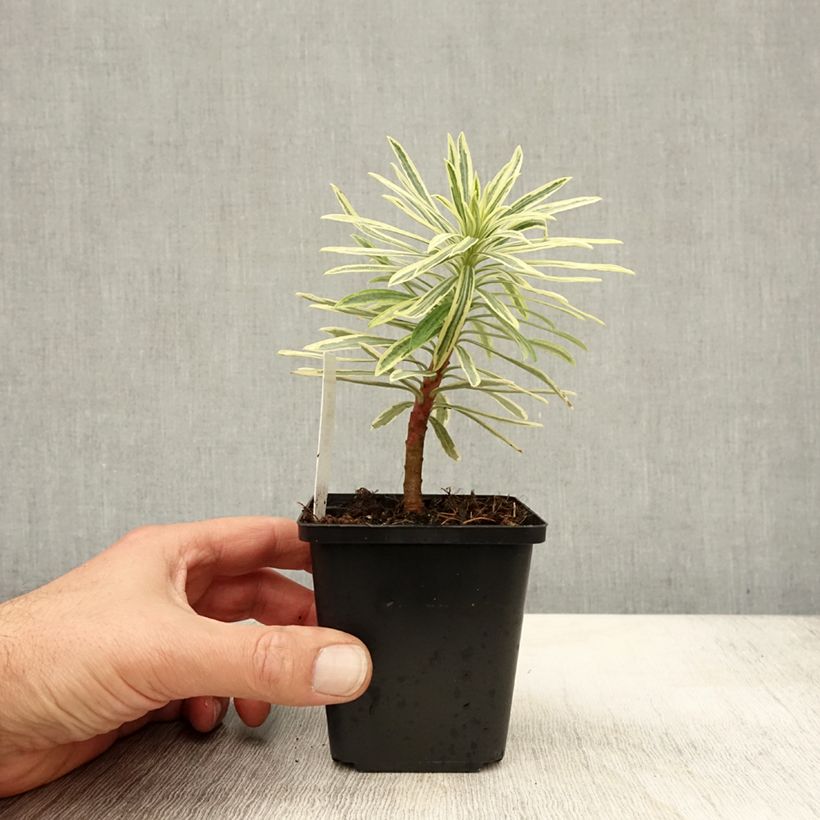 Esemplare di Euphorbia characias Emmer Green Vasetto da 8/9 cm come consegnato in autunno