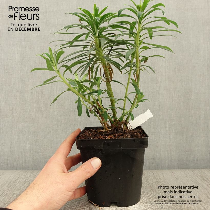 Esemplare di Euforbia cespugliosa - Euphorbia characias Vaso da 2L/3L come consegnato in autunno