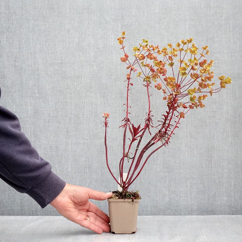 Euphorbia characias Miners Merlot Vasetto da 8/9 cm esemplare consegnato in primavera