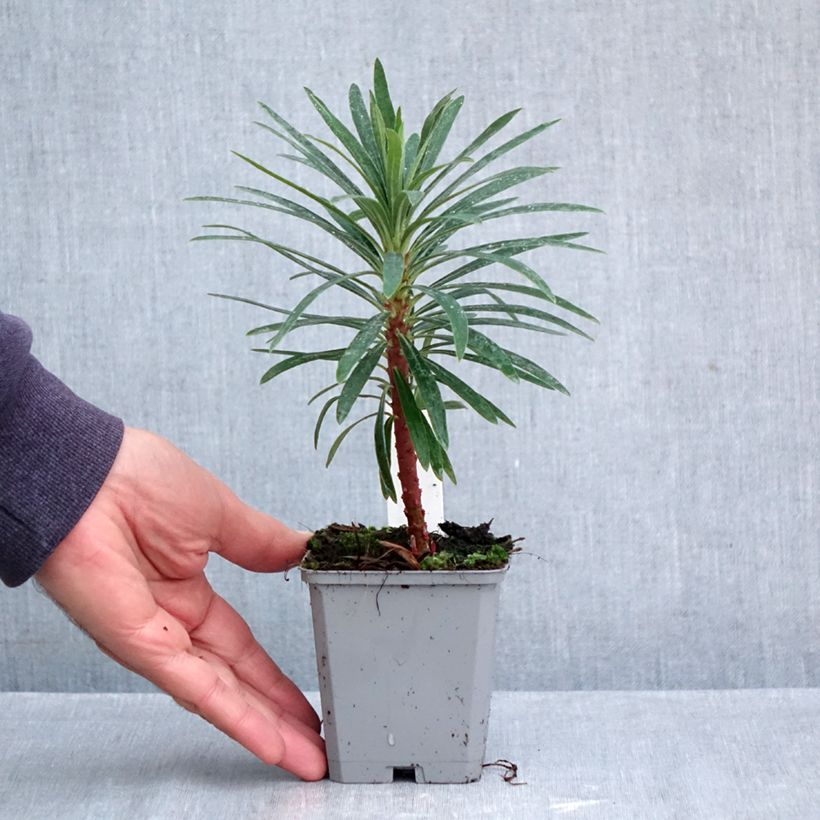Esemplare di Euphorbia characias Purple and Gold Vasetto da 8/9 cm come consegnato in autunno