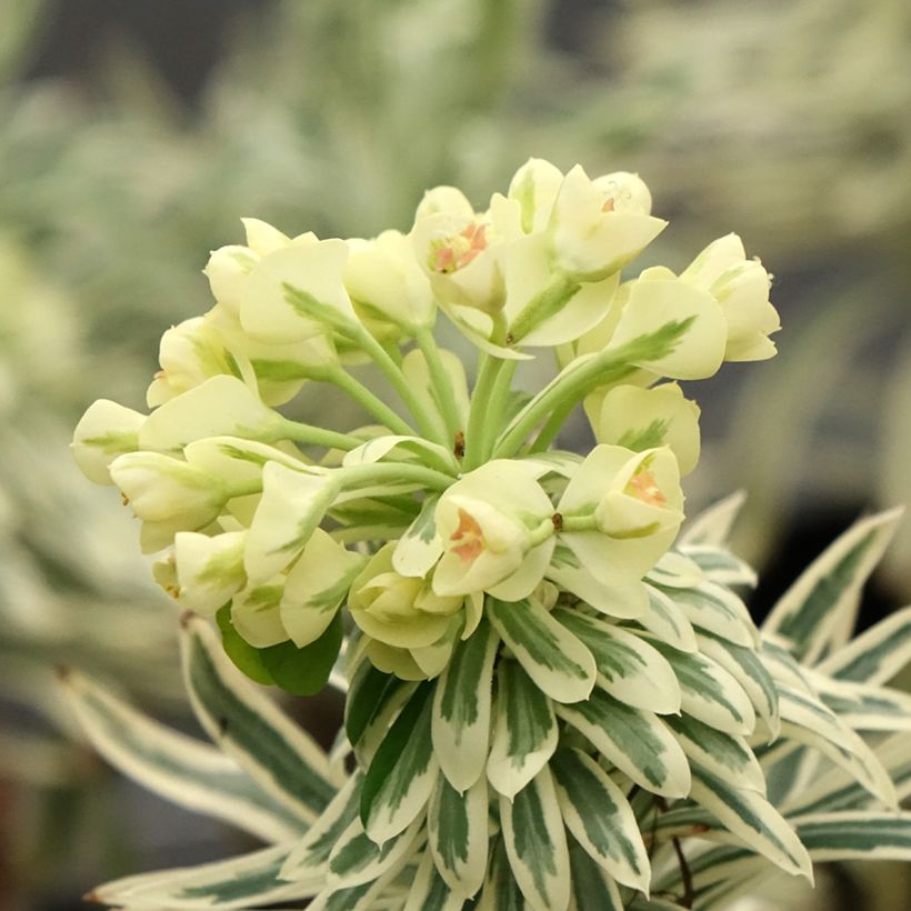 Euphorbia characias Tasmanian tiger (Fioritura)
