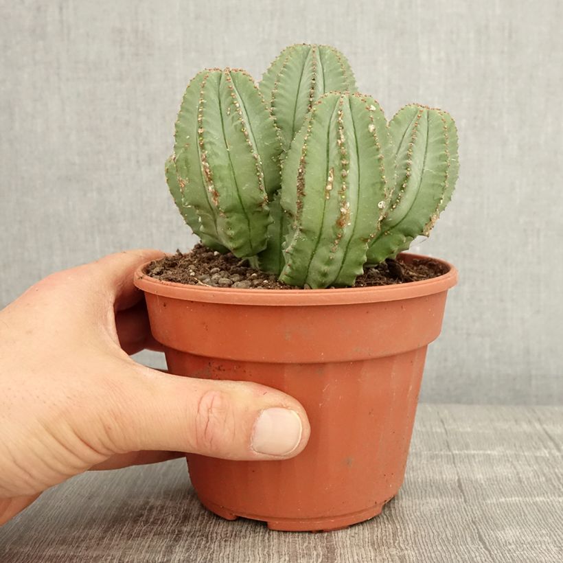 Euphorbia glauca Vaso da Ø 12 cm / 13 cm esemplare consegnato in primavera