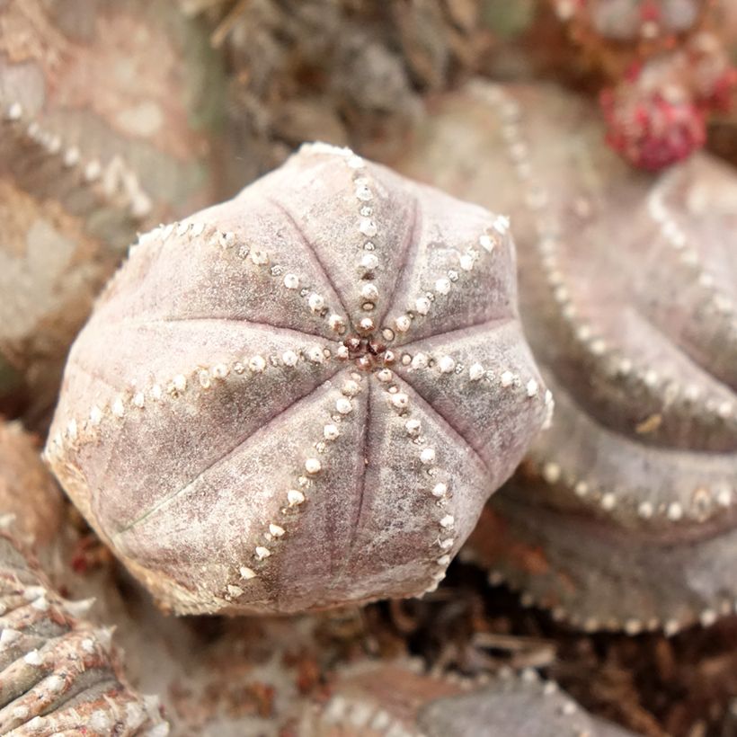 Euphorbia globosa (Fogliame)