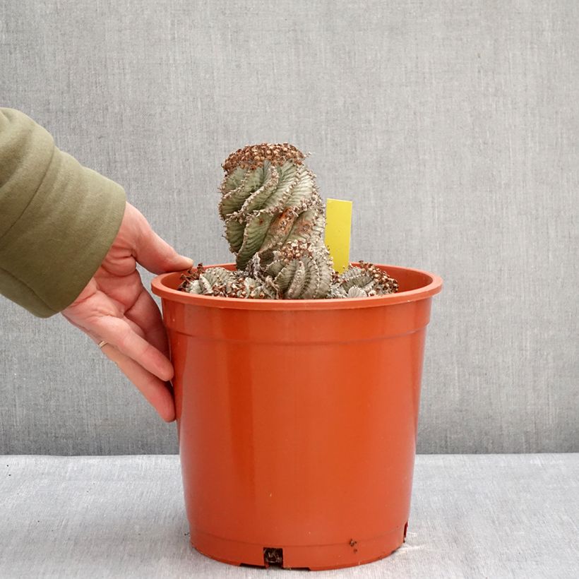 Euphorbia horrida Alba Vaso da 4L/5L esemplare consegnato in inverno