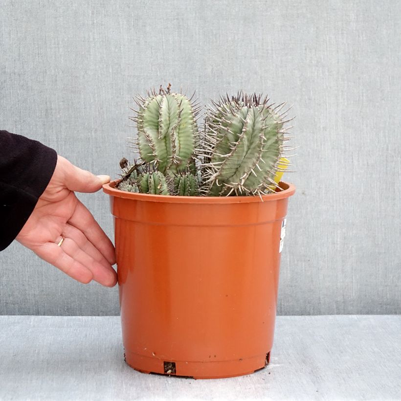 Esemplare di Euphorbia horrida Vaso da 4L/5L come consegnato in autunno