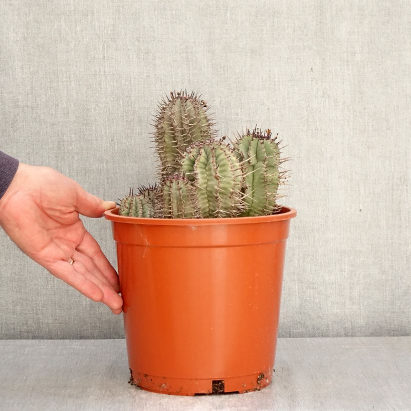Euphorbia horrida Vaso da 4L/5L esemplare consegnato in primavera