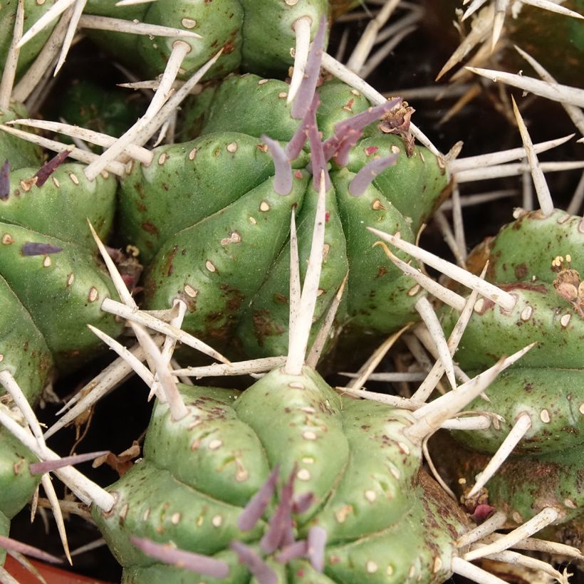 Euphorbia mammillaris (Fogliame)