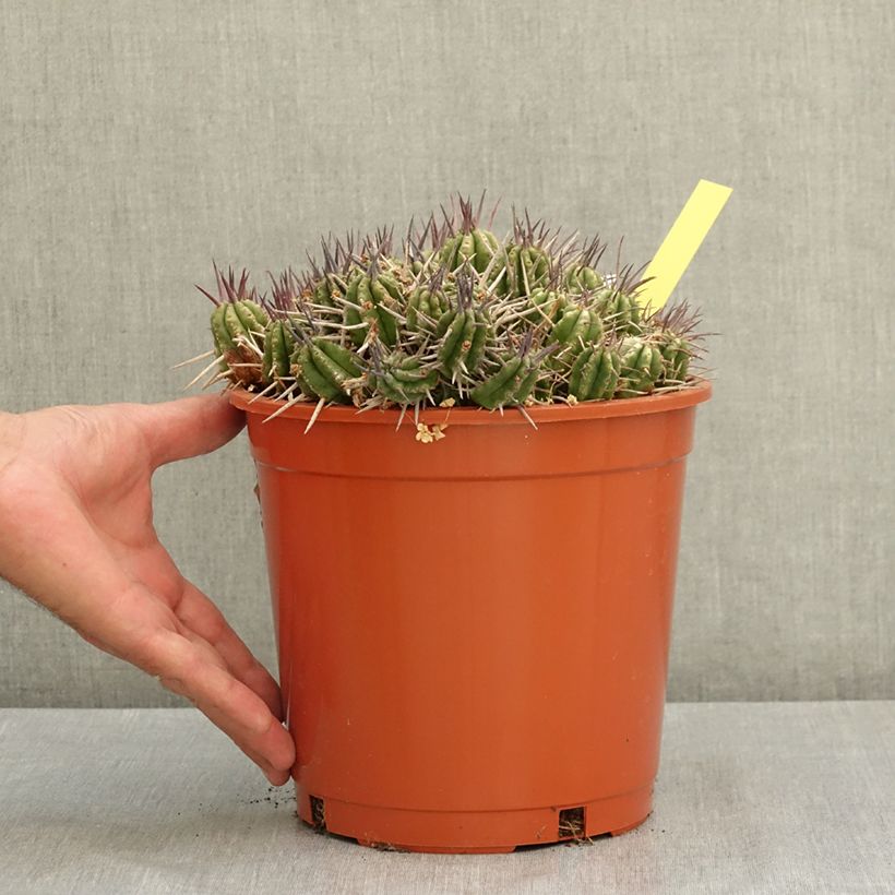 Esemplare di Euphorbia mammillaris Vaso da 4L/5L consegnato in estate