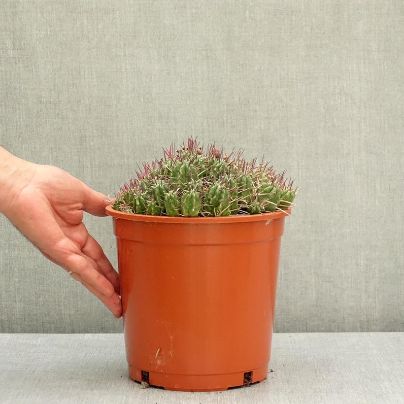 Euphorbia mammillaris Vaso da 4L/5L esemplare consegnato in primavera