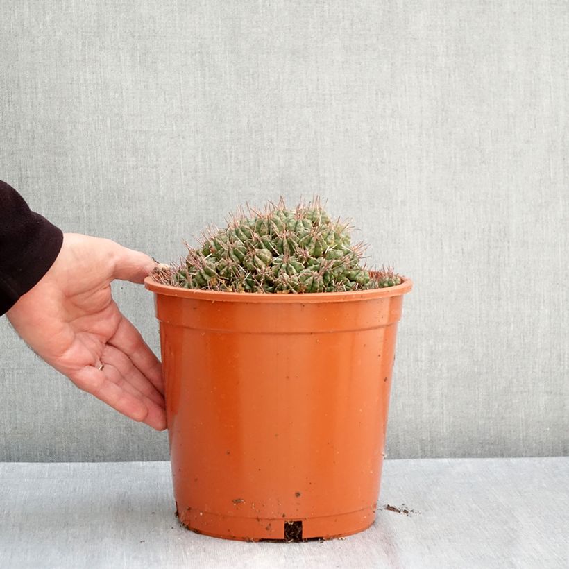 Esemplare di Euphorbia meloformis Vaso da 4L/5L come consegnato in autunno