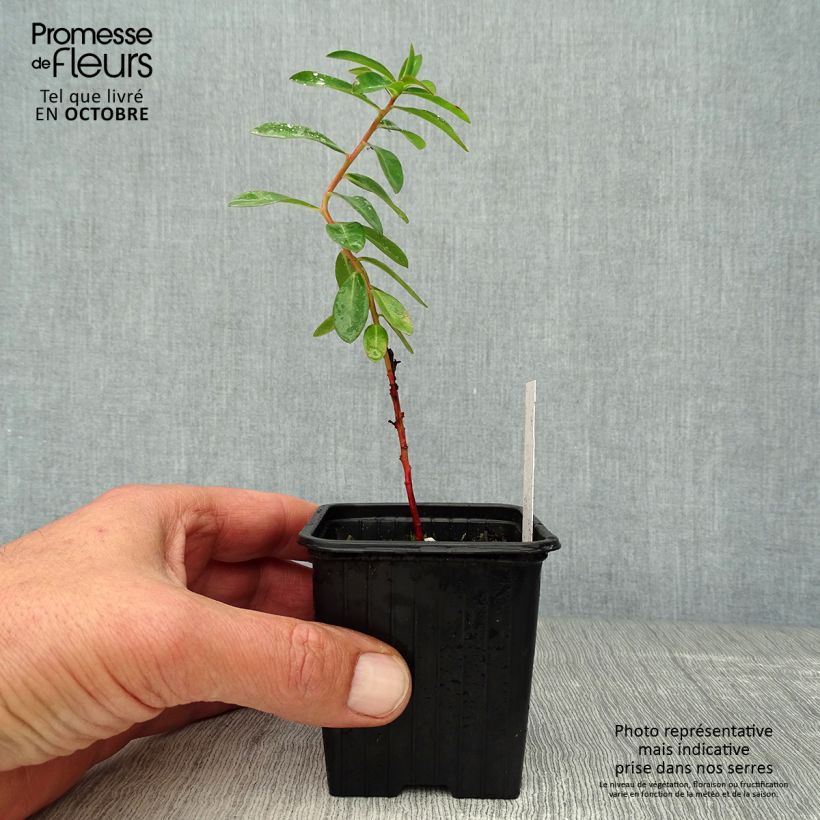 Esemplare di Euphorbia schillingii Vasetto da 8/9 cm come consegnato in autunno