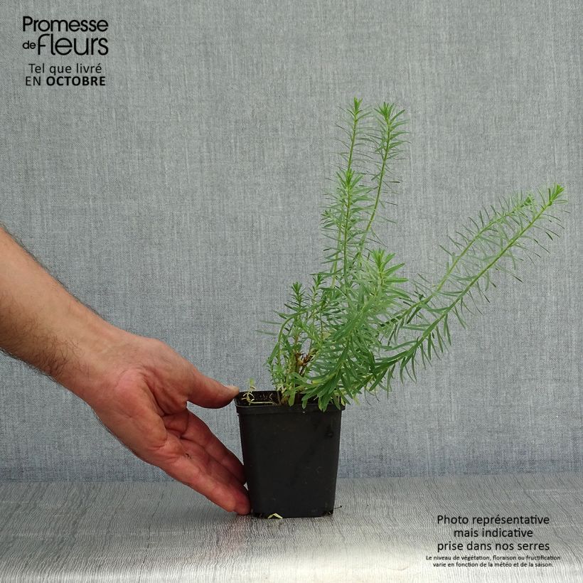 Esemplare di Euphorbia seguieriana subsp. niciciana Vasetto da 8/9 cm come consegnato in autunno