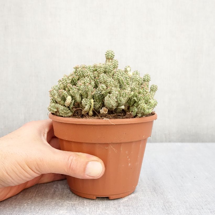 Esemplare di Euphorbia submammillaris Vaso da Ø 12 cm / 13 cm come consegnato in autunno
