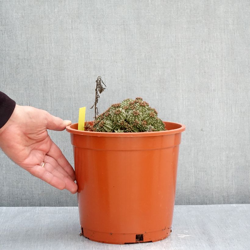 Esemplare di Euphorbia suzannae Vaso da 4L/5L come consegnato in autunno