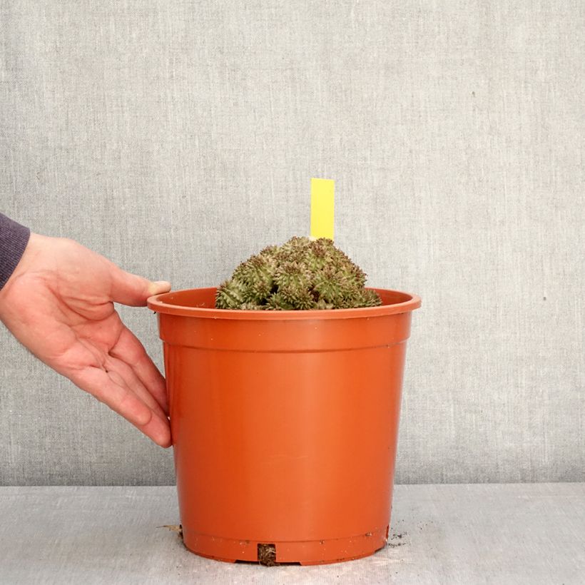 Euphorbia suzannae Vaso da 4L/5L esemplare consegnato in primavera