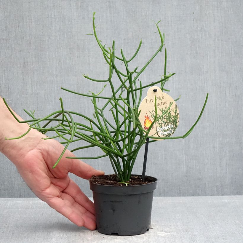 Euphorbia tirucalli - Albero delle Matite Vaso da Ø 12 cm / 13 cm esemplare consegnato in primavera