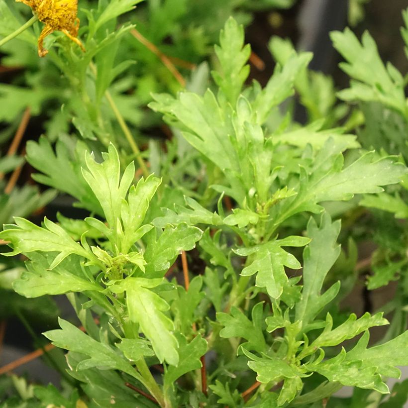 Euryops evansii  (Fogliame)