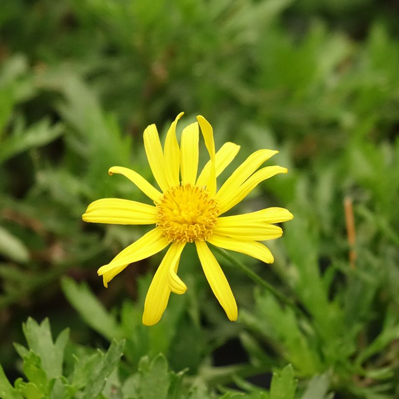 Euryops evansii  (Fioritura)