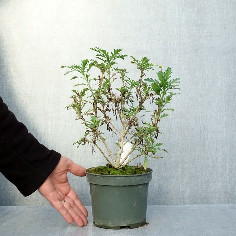 Esemplare di Euryops evansii  Vaso da 2L/3L come consegnato in autunno