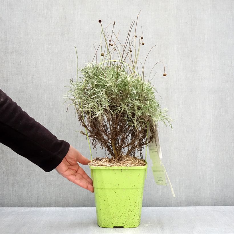 Euryops Infinity Vaso da 4L/5L esemplare consegnato in inverno