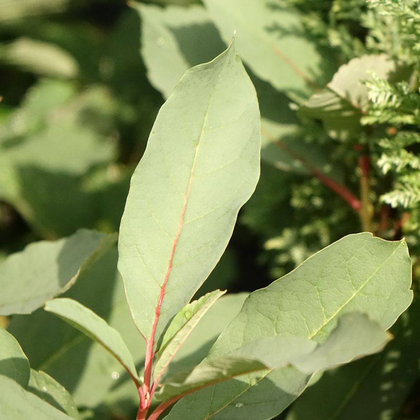 Exochorda macrantha Lotus Moon (Foliage)