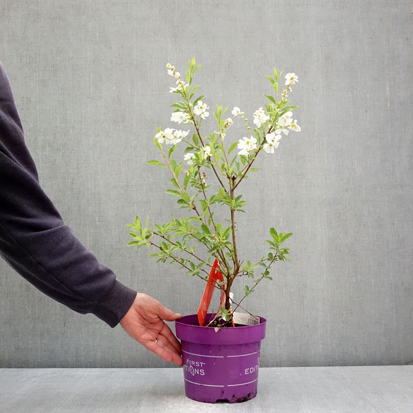 Exochorda macrantha Lotus Moon Vaso da 3L/4L esemplare consegnato in primavera