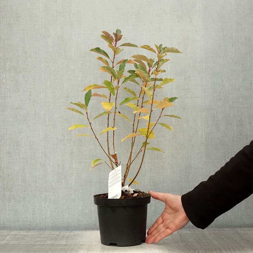 Esemplare di Exochorda racemosa Blushing Pearl Pot de 3L/4L come consegnato in autunno