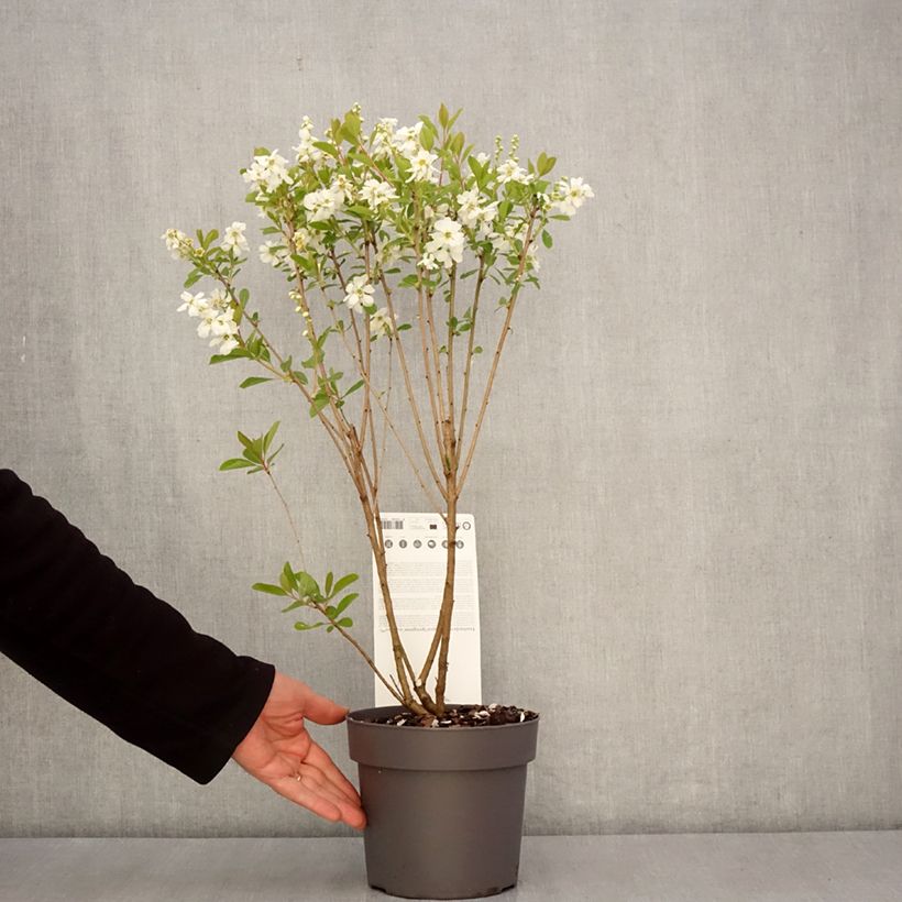 Example of Exochorda racemosa Magical Springtime Vaso da 2L/3L as you get in printemps