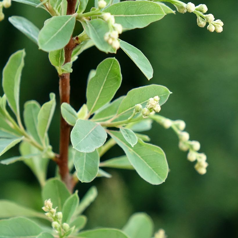 Exochorda racemosa Snow Mountain (Fogliame)