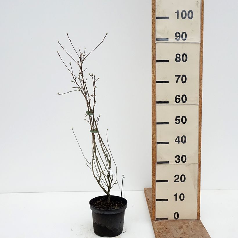 Exochorda racemosa Snow Mountain Vaso da 3L/4L esemplare consegnato in inverno