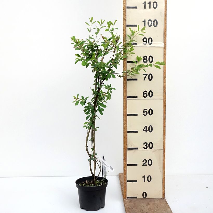 Exochorda racemosa Snow Mountain Vaso da 3L/4L esemplare consegnato in primavera